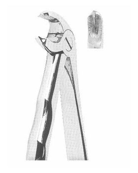 <span>Lower Molars</span>