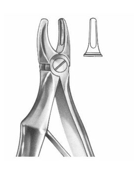 <span>Upper Incisors</span>
