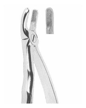 <span>Upper Molars Right</span>