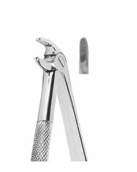 <span>Lower Premolars</span>