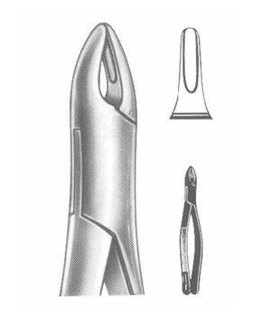 <span>Upper Roots Anterior</span>