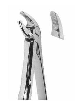 <span>Lower Incisors And Canines </span>