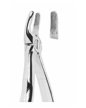 <span>Upper Premolars</span>