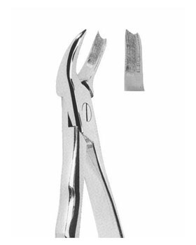 <span>Upper Molars Right</span>