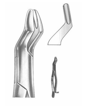 <span>Upper Molars</span>