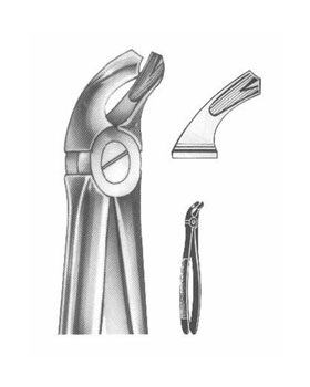 <span>Lower Molars</span>