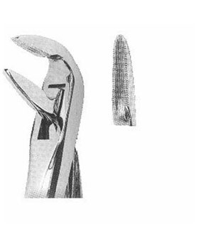 <span>Lower Roots</span>