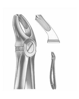 <span>Upper Molars</span>