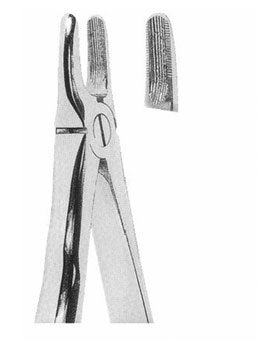 <span>Upper Incisors And Canines </span>