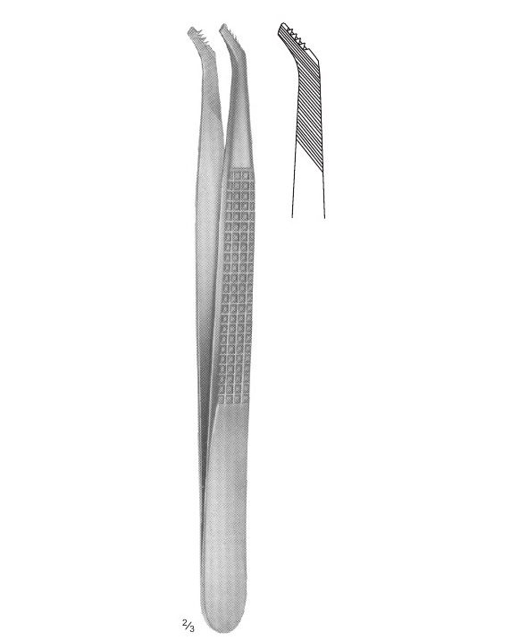 <span>Childe</span>