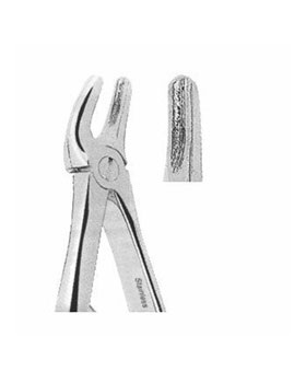 <span>Upper Premolars</span>