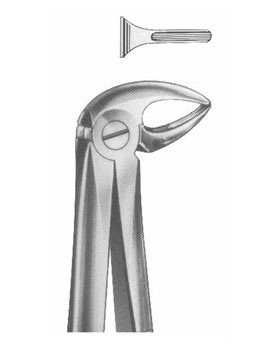 <span>Lower Roots</span>