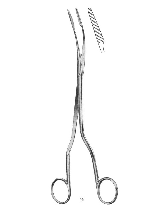 <span>Czerny</span>