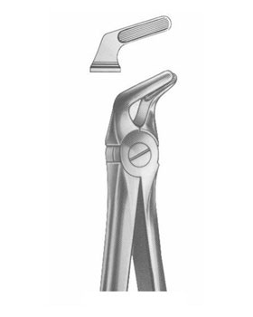 <span>Lower Premolars</span>