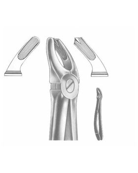 <span>Upper Molars Right</span>