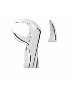 <span>Lower Molars</span>