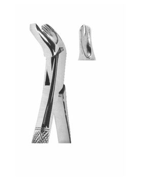<span>Lower Molars </span>