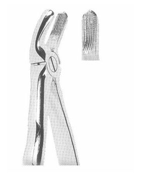<span>Lower Molars</span>
