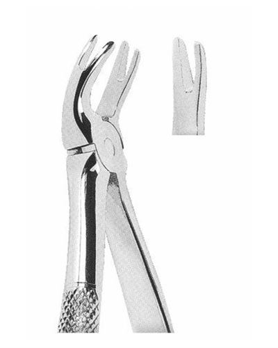 Upper Teeth Premolars