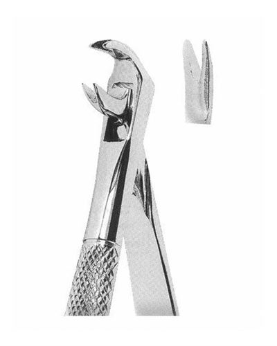 Lower Teeth Premolars 
